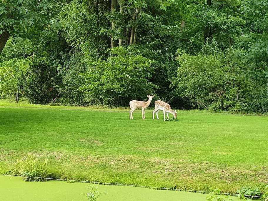 Midden In De Friese Bossen Op Landgoed Princenhof Oranjewoud Dış mekan fotoğraf
